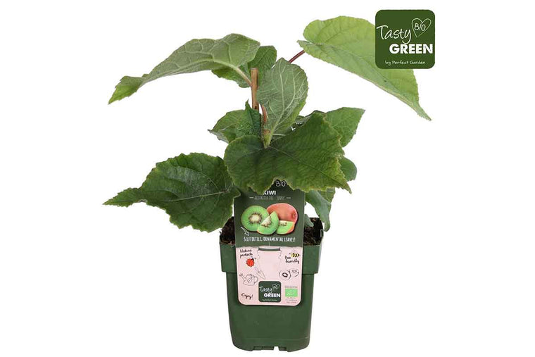 Actinidia 'jenny' bio 13cm