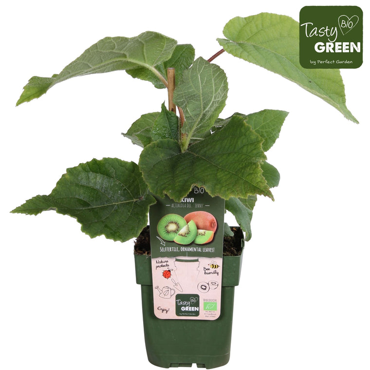 Actinidia 'jenny' bio 13cm