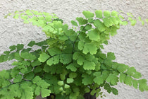 
                  
                    Adiantum 'fritz luthi'
                  
                