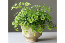 
                  
                    Adiantum 'fritz luthi'
                  
                