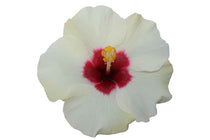 
                  
                    HibisQs® 'Adonicus White'® 19cm
                  
                