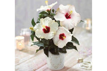 
                  
                    HibisQs® 'Adonicus White'® 19cm
                  
                
