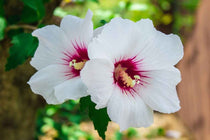 
                  
                    HibisQs® 'Adonicus White'® 19cm
                  
                