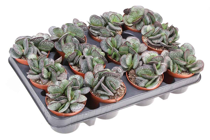 Adromischus trigynus 8.5cm