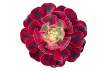 
                  
                    Aeonium ‘medusa’ 10.5cm
                  
                