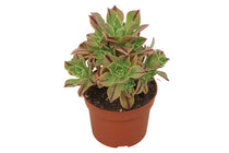 
                  
                    Aeonium 'Red Stripe'
                  
                