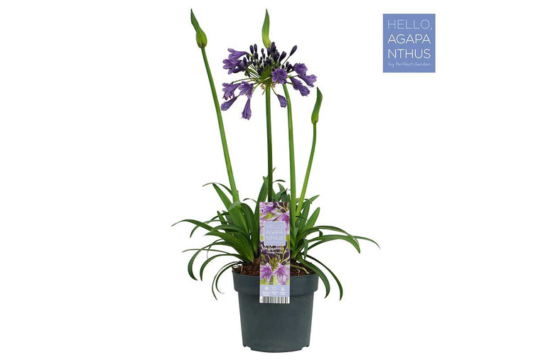 Agapanthus 'Poppin' purple'® 19cm