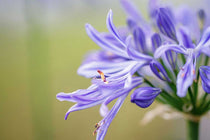 
                  
                    Agapanthus 'Su Casa '®
                  
                