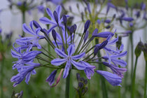 
                  
                    Agapanthus 'Su Casa '®
                  
                