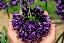 
                  
                    Agapanthus 'Blackjack'®
                  
                