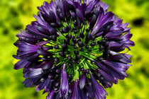 
                  
                    Agapanthus 'Blackjack'®
                  
                