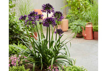 
                  
                    Agapanthus 'Blackjack'®
                  
                