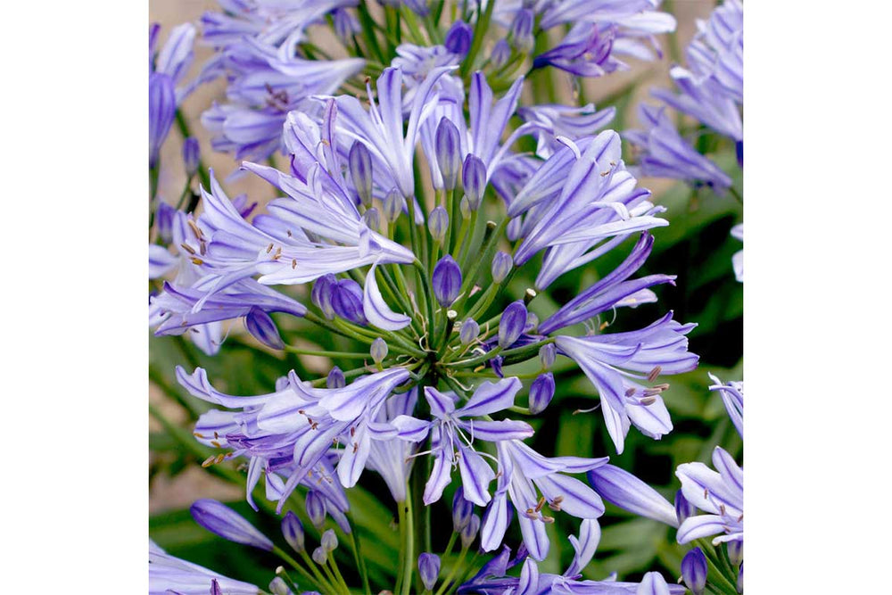 
                  
                    Agapanthus 'Charlotte'®
                  
                