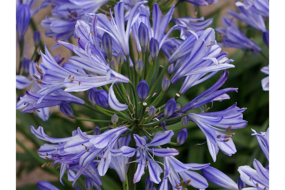 
                  
                    Agapanthus 'Charlotte'®
                  
                