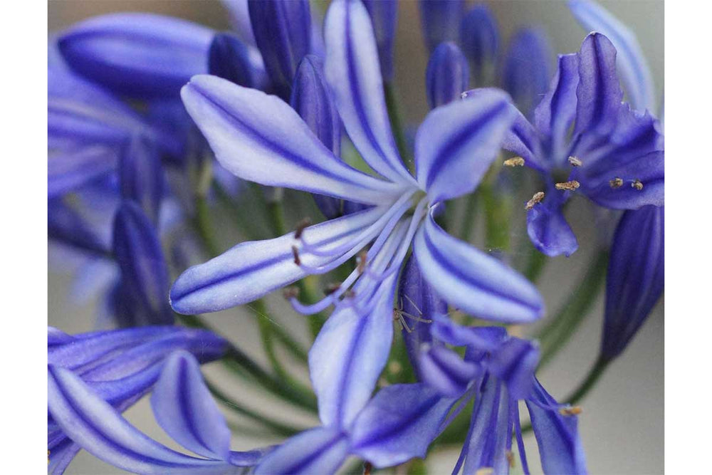 
                  
                    Agapanthus 'Charlotte'®
                  
                