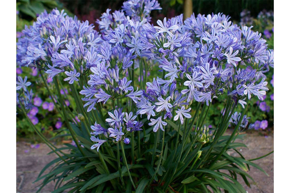 
                  
                    Agapanthus 'Charlotte'®
                  
                