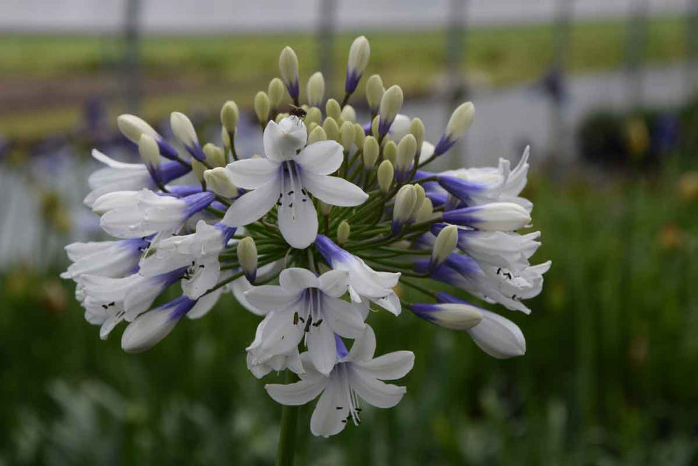 
                  
                    Agapanthus 'Twister'
                  
                