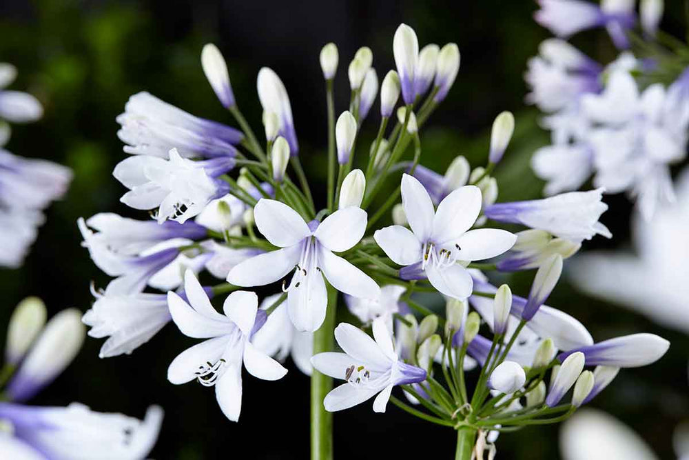 
                  
                    Agapanthus 'Twister'®
                  
                