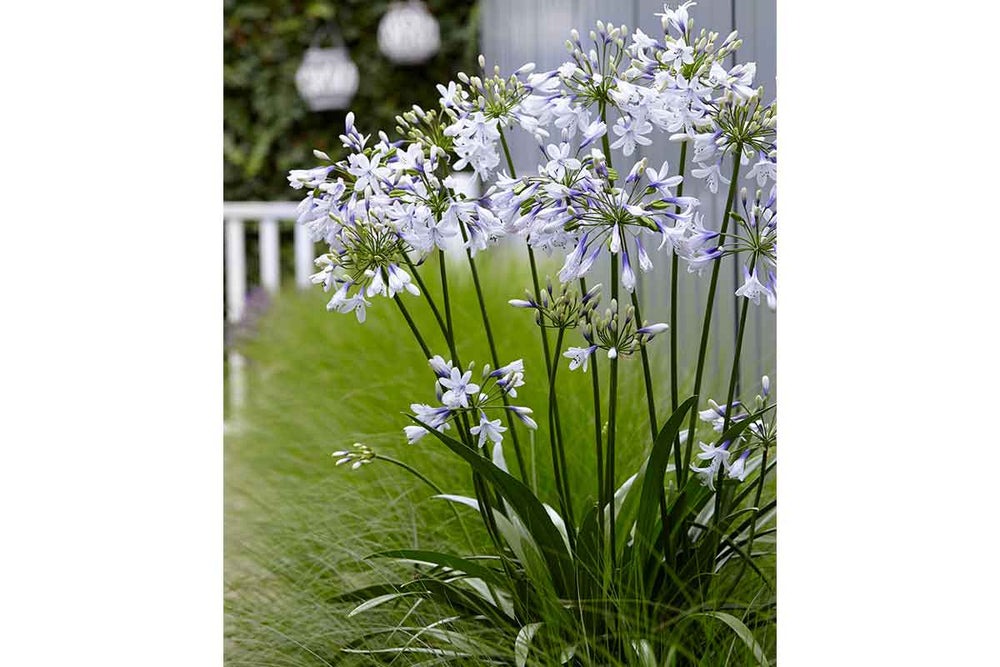 
                  
                    Agapanthus 'Twister'®
                  
                