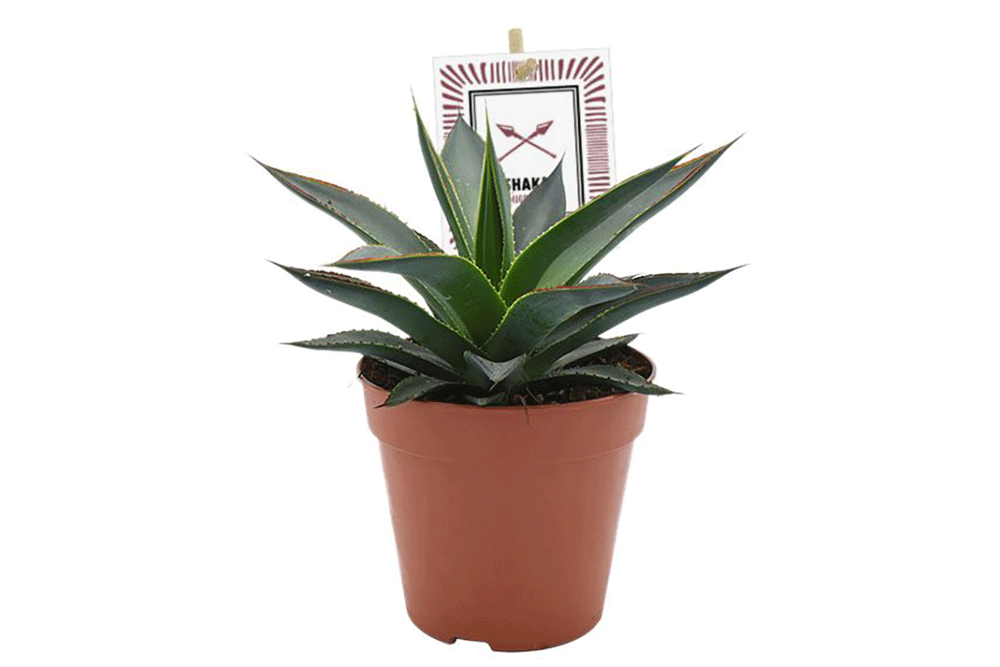 Agave 'Blue Glow' — Αγαύη | Greenleaf – Greenleaf Garden Center Agave 'Blue Glow' — Αγαύη | Greenleaf – Greenleaf Garden Center