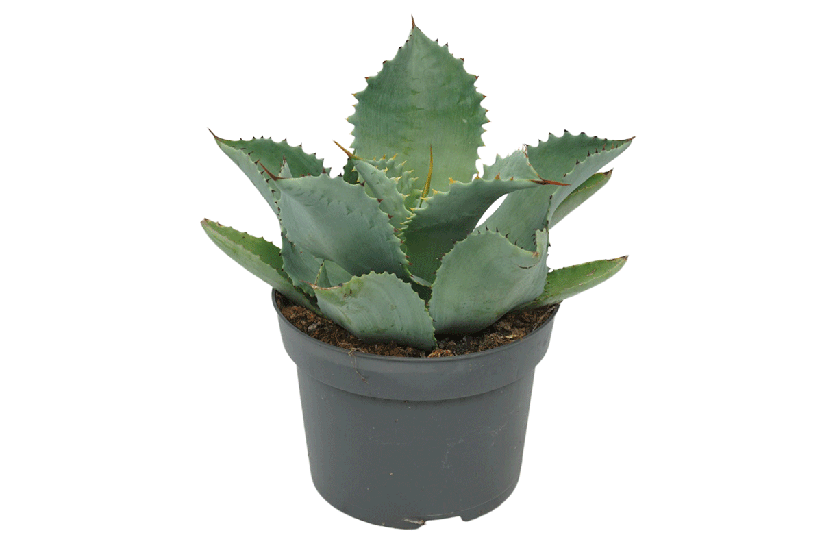 Agave potatorum 13cm