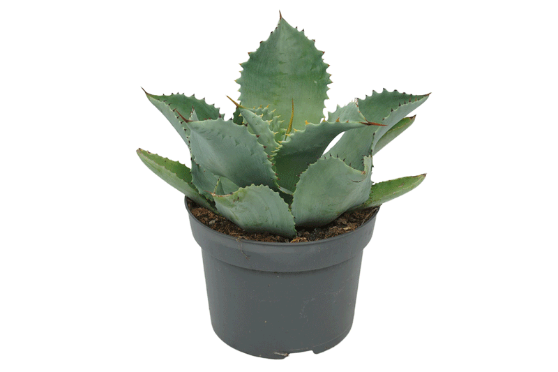 Agave potatorum 13cm