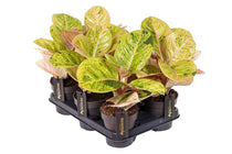 
                  
                    Aglaonema 'Apple Fantasy'
                  
                