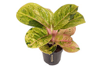
                  
                    Aglaonema 'Apple Fantasy'
                  
                
