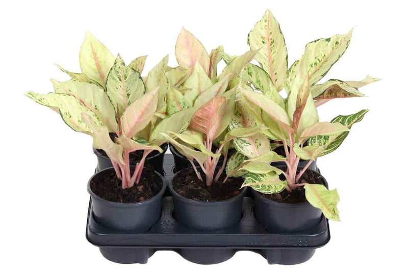 Aglaonema 'Lucky' 13cm – Greenleaf Garden Center