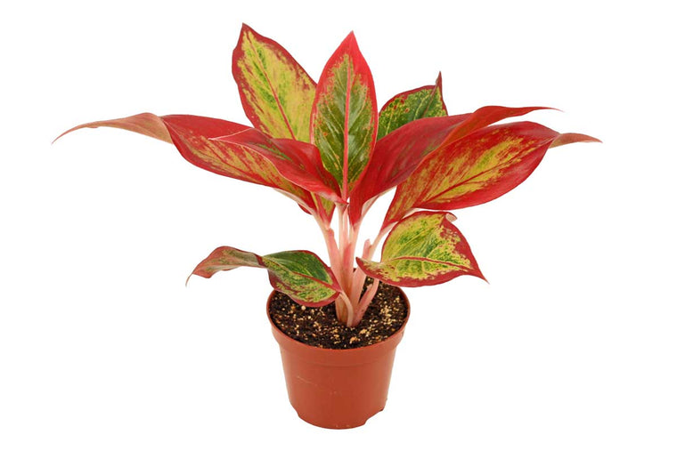 Aglaonema 'Red Fire' 9cm