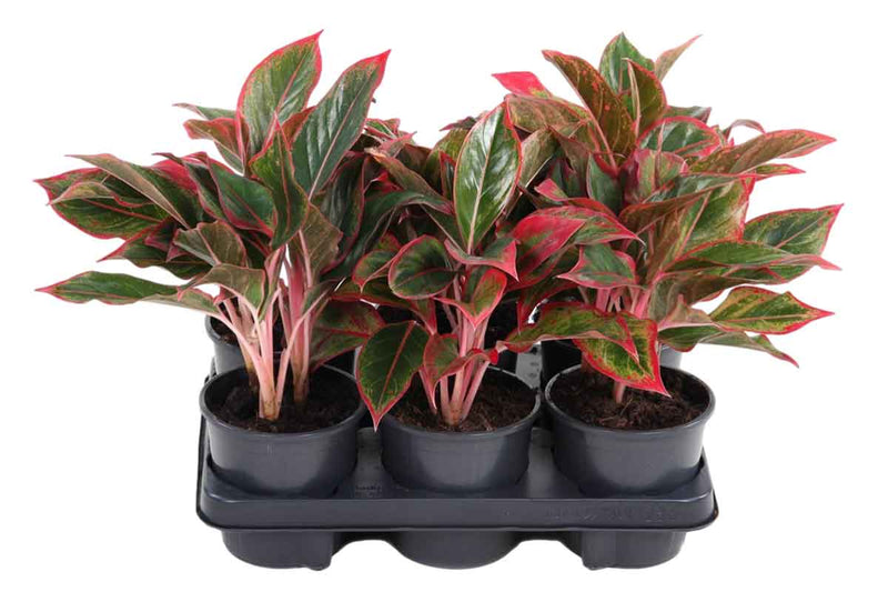 Aglaonema 'Siam Red' 13cm