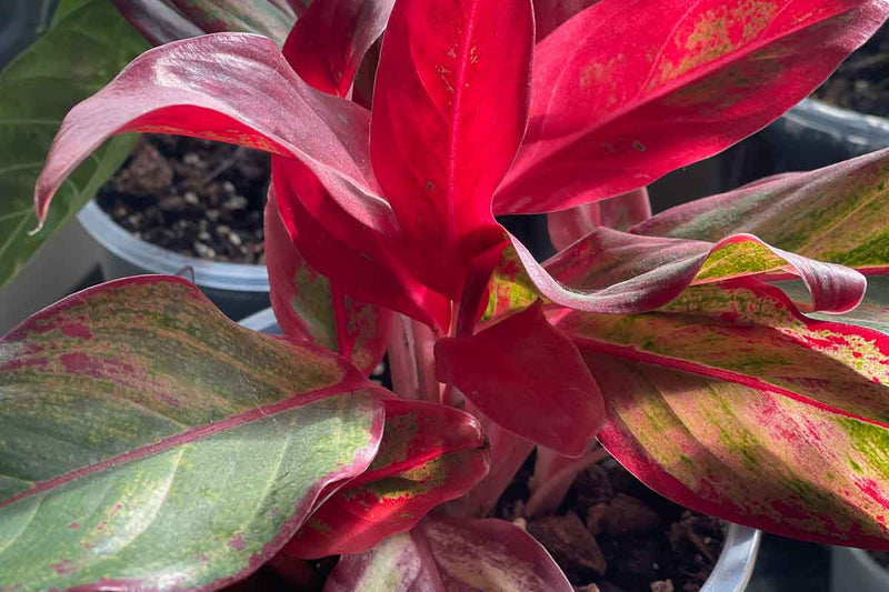 Aglaonema 'Crete Flame' 16cm