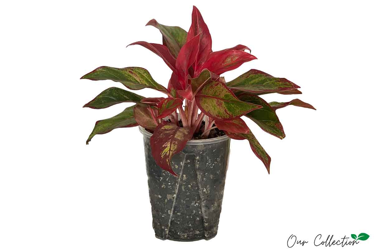 Aglaonema 'Crete Flame' 16cm