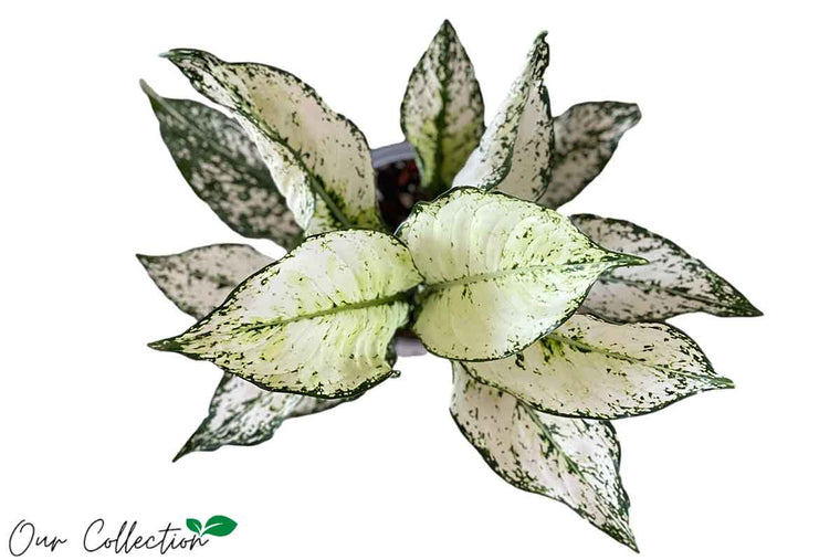 Aglaonema 'White Kiwi' 12cm