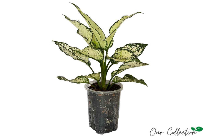 Aglaonema 'White Kiwi' 12cm