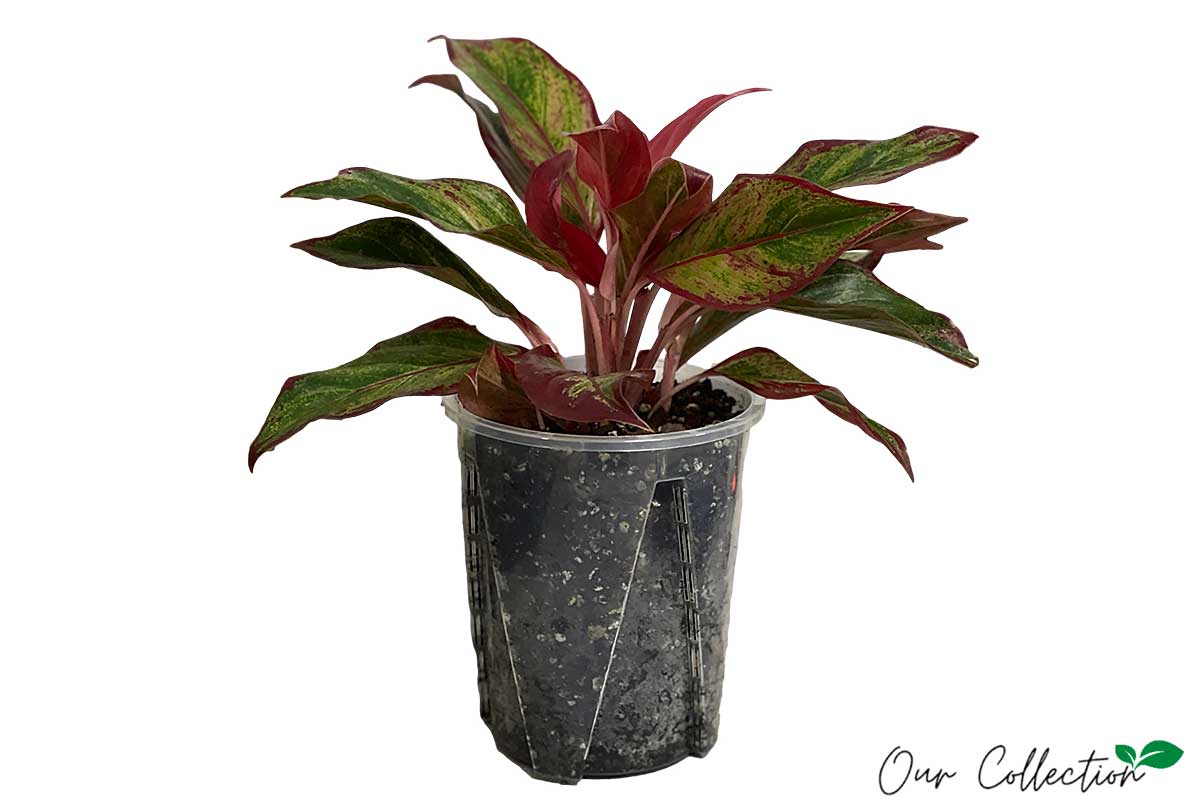 Aglaonema 'Crete Flame' 16cm