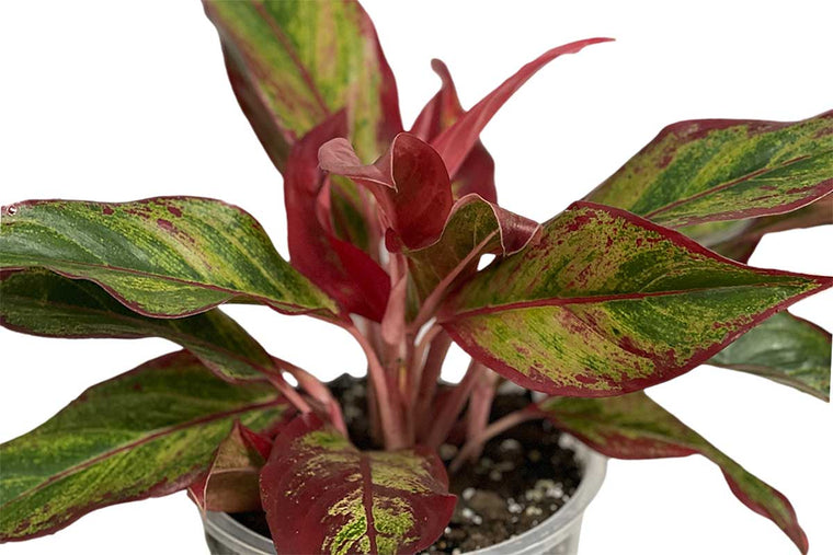 Aglaonema 'Crete Flame'