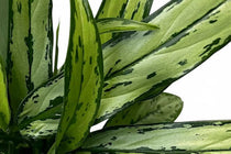 
                  
                    Aglaonema 'Cutlass'
                  
                