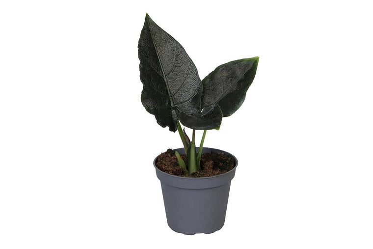 Alocasia 'Antoro Velvet' 6cm