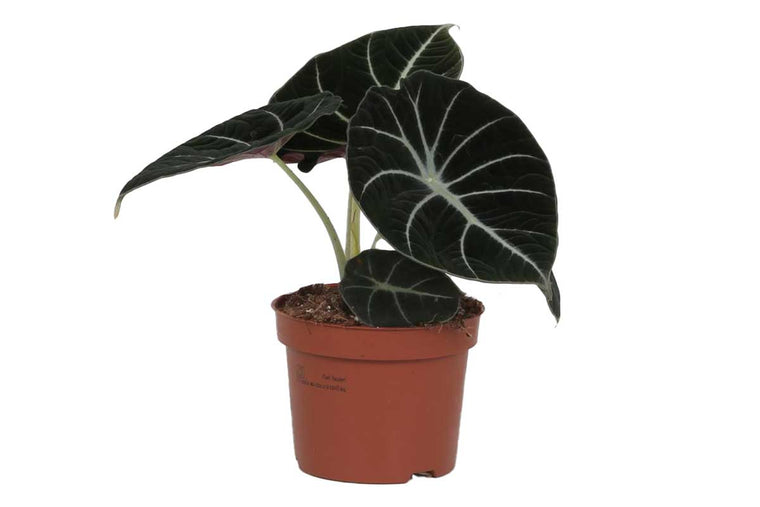 Alocasia 'black velvet' 12cm