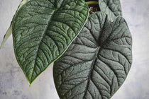 
                  
                    Alocasia melo
                  
                