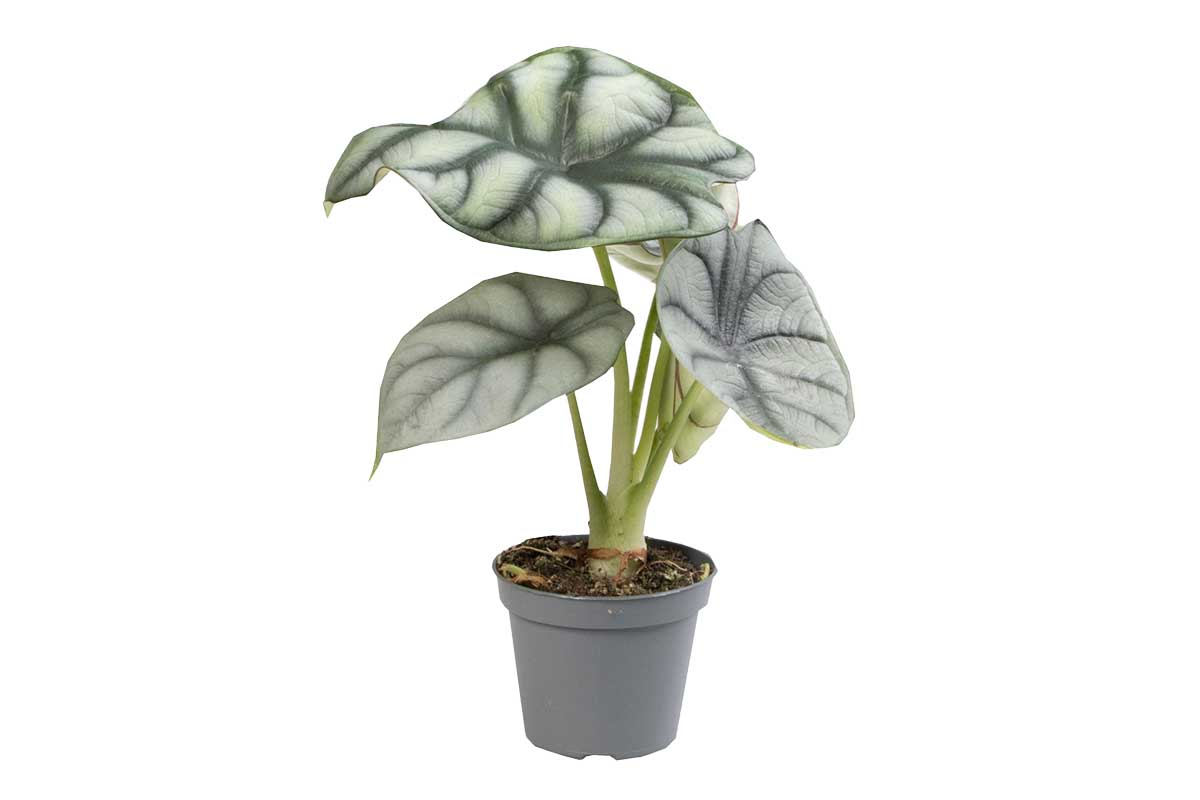 Alocasia 'silver dragon' 6cm