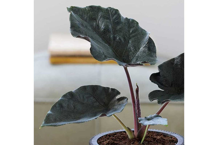 Alocasia 'Antoro Velvet' 