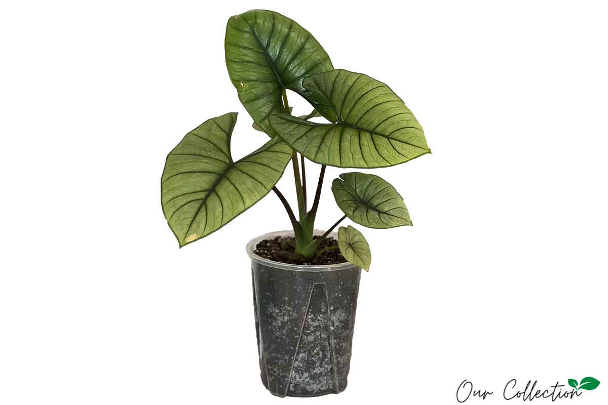 Alocasia 'Bisma Silver' 16cm