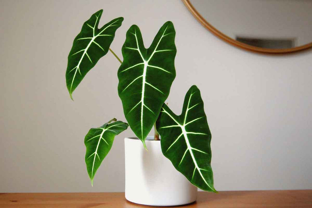 
                  
                    Alocasia 'Frydek'
                  
                