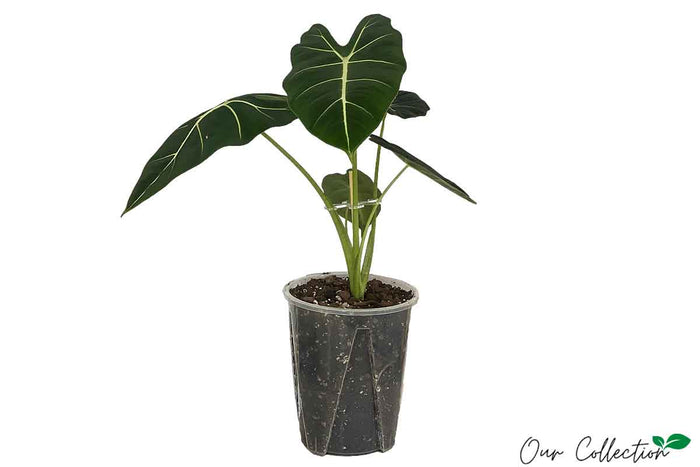 Alocasia 'Frydek' 16cm