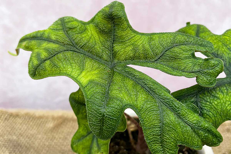 Alocasia 'Jacklyn' 