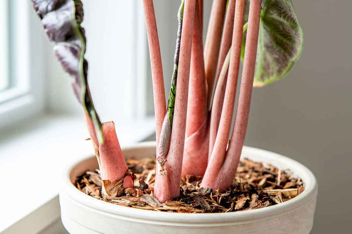 Alocasia 'Pink Dragon' 14cm