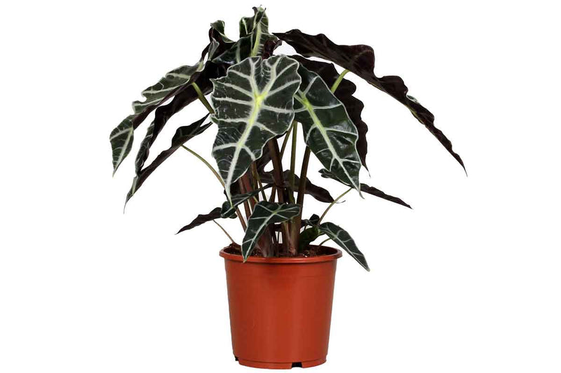 Alocasia 'polly' 17cm