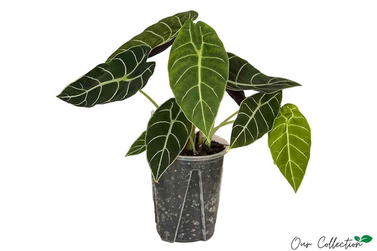 Alocasia 'Watsoniana' 14cm